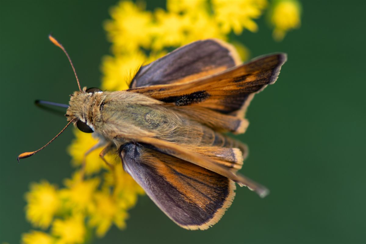 Skipper butterfly on goldenrod