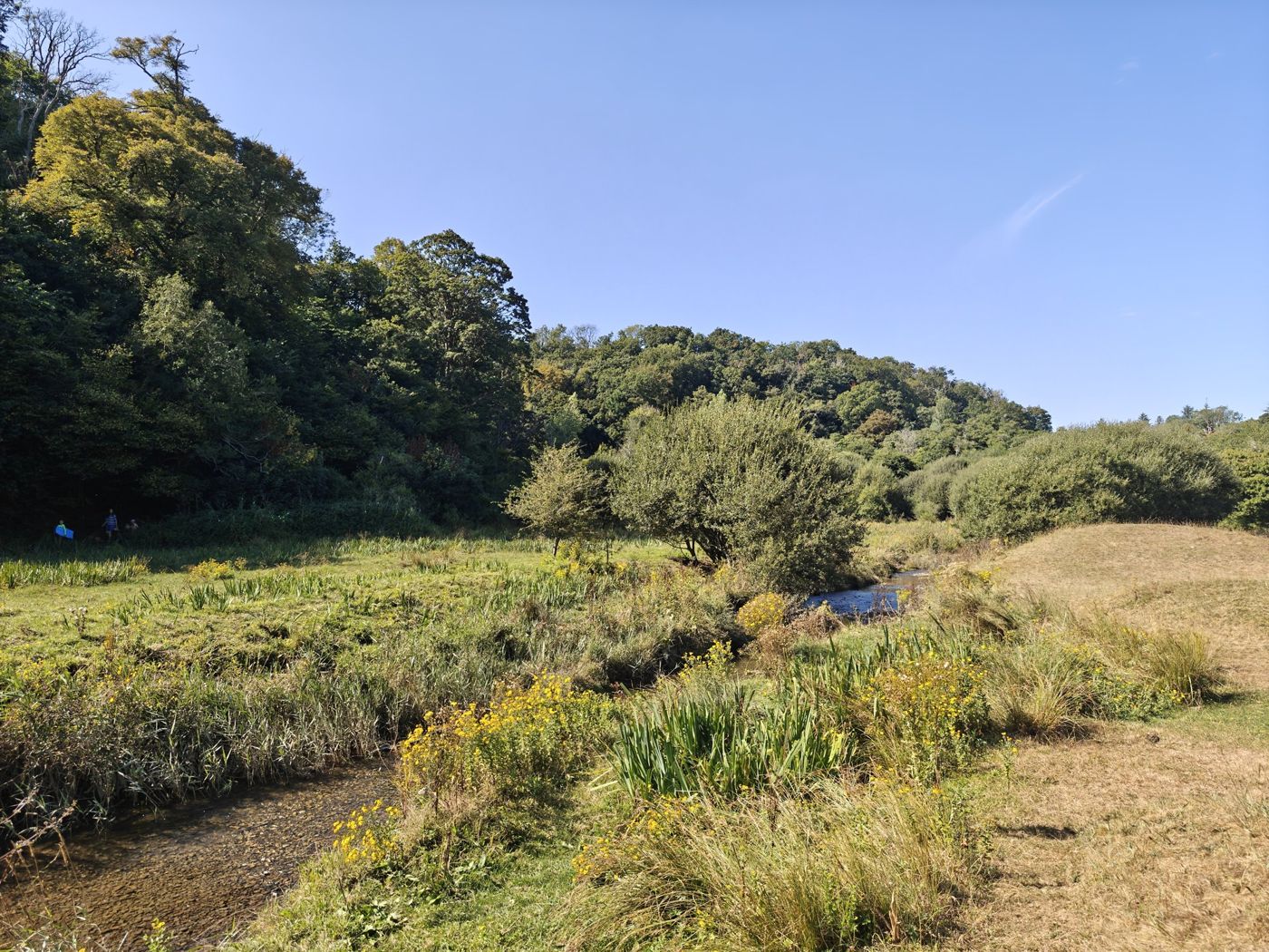 A small stream through an iris and ragwort meadow with woodland behind.