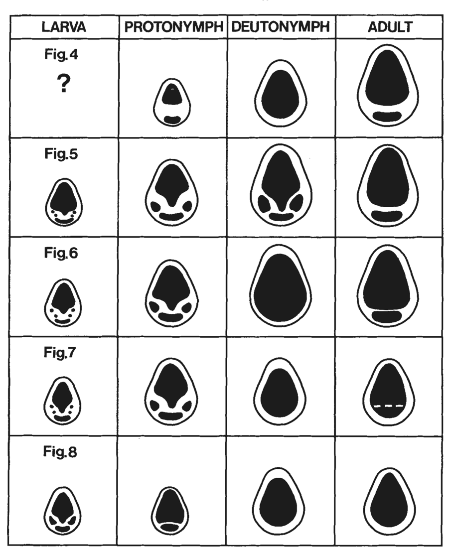 Diagram grid of mite dorsal shield patterns through life for five families; the larva of Thinozerconidae is marked with a question mark.