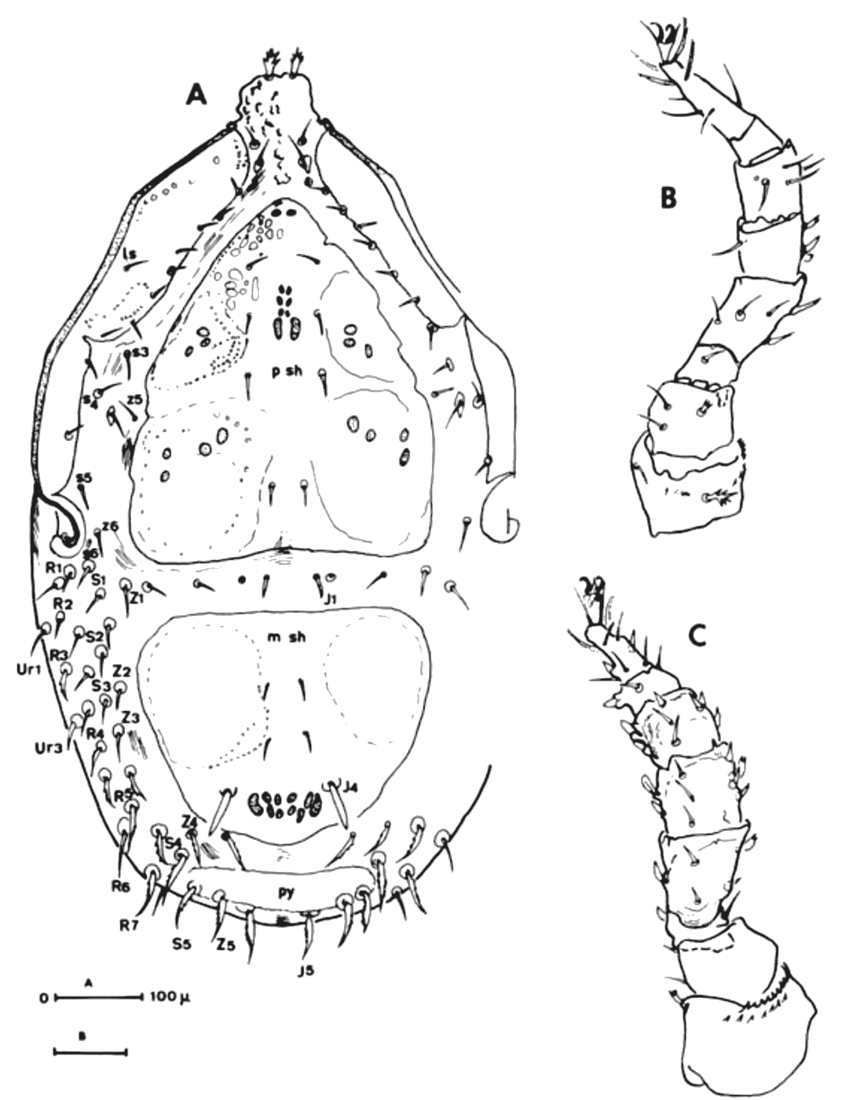 Deutonymph from above and two legs.