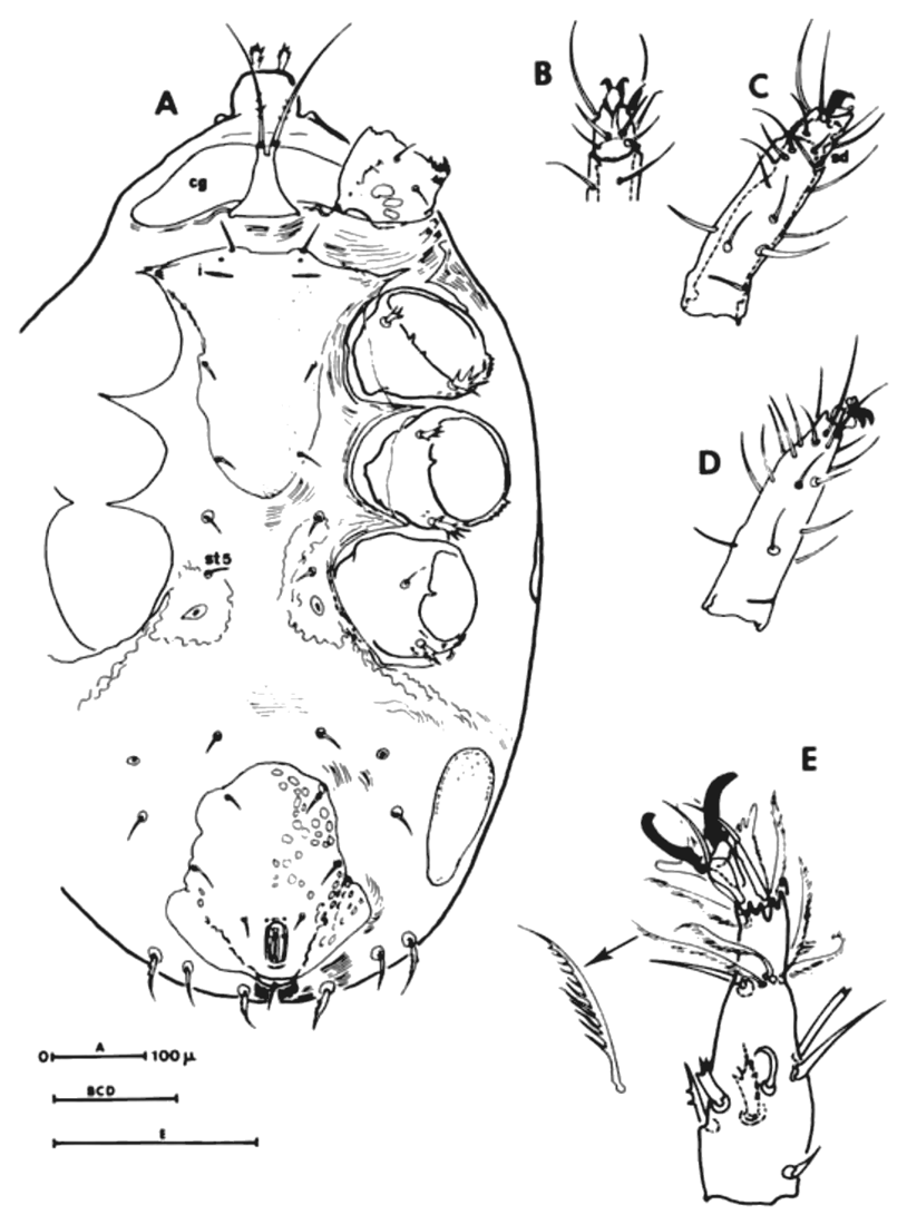 Underside of the deutonymph with leg-tip details.