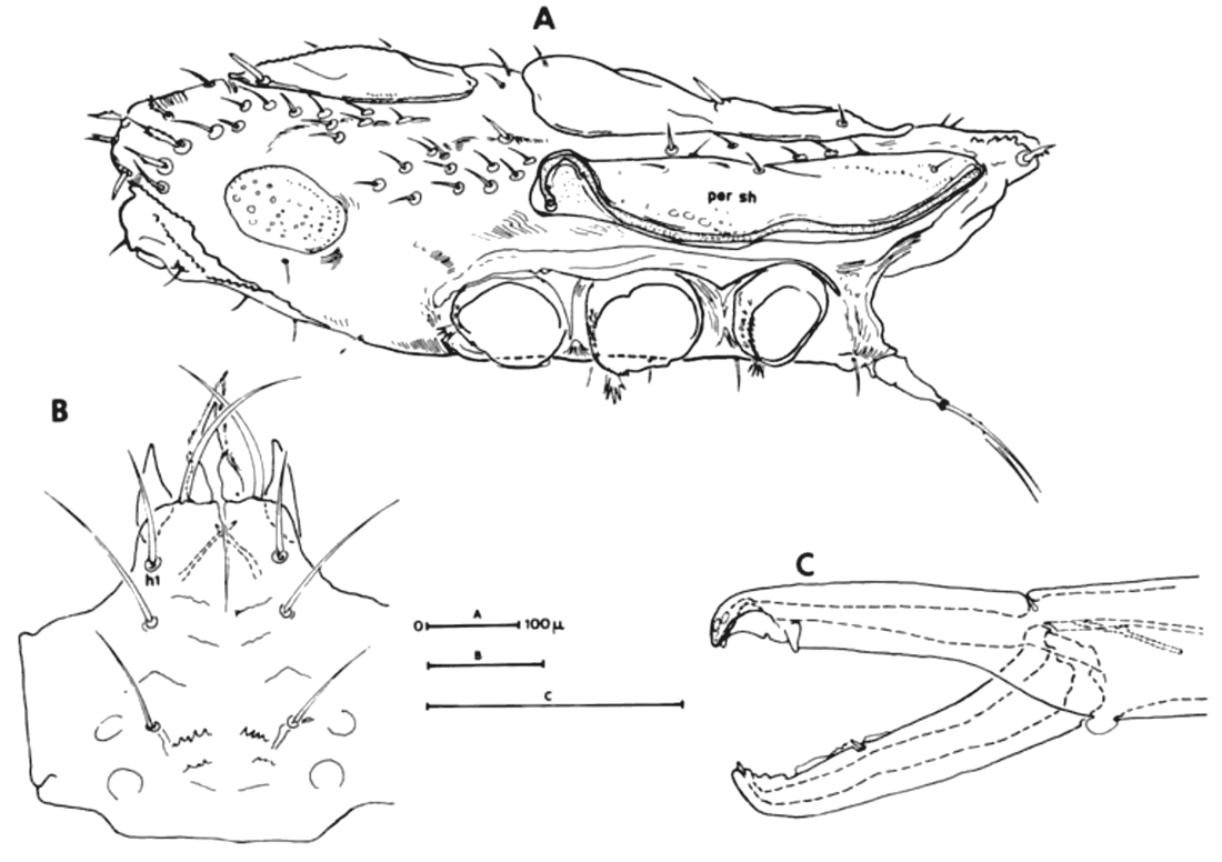Deutonymph in side view, mouthparts, and chelicera.