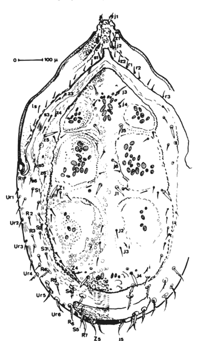Adult female from above.