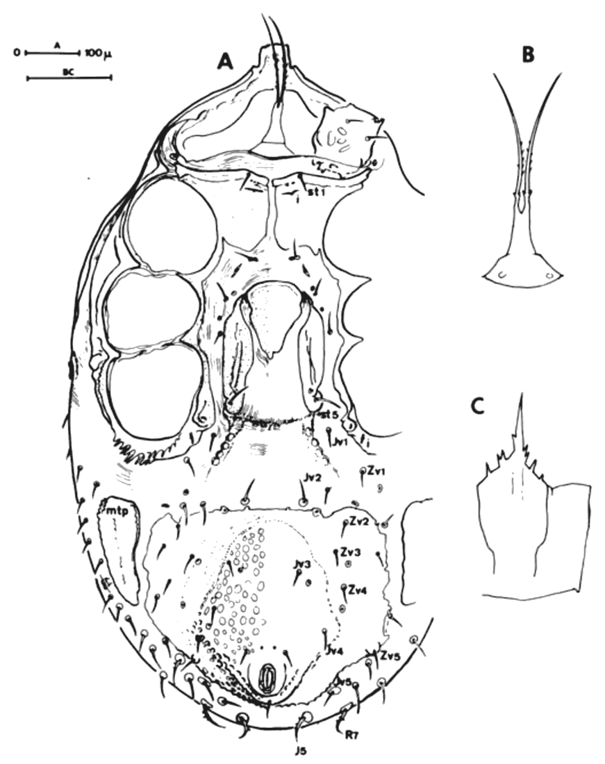 Adult female from below with detail drawings.