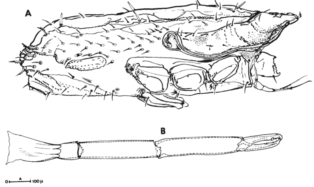 Female in side view and the male chelicera.