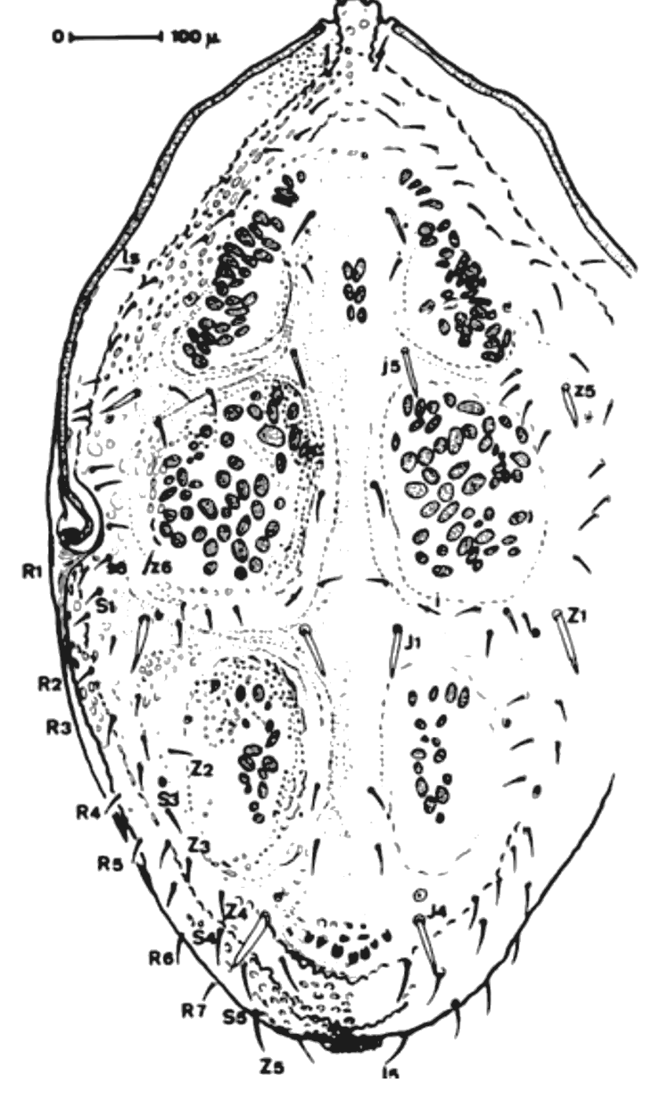 Adult male from above.