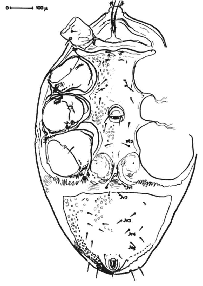 Adult male from below.