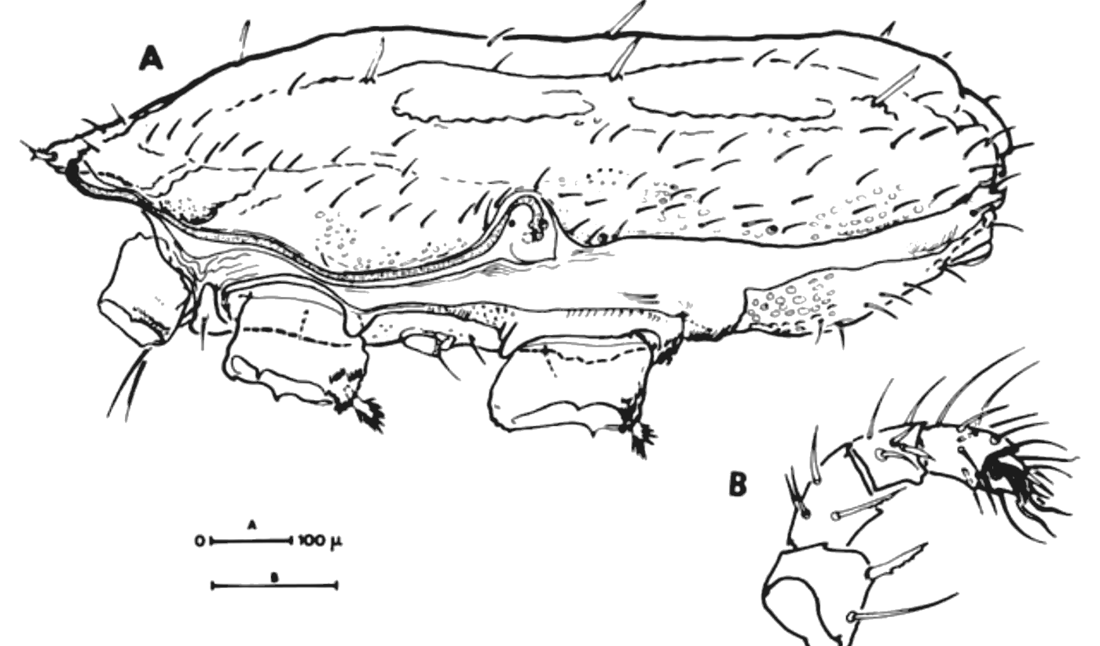 Male in side view and a palp.