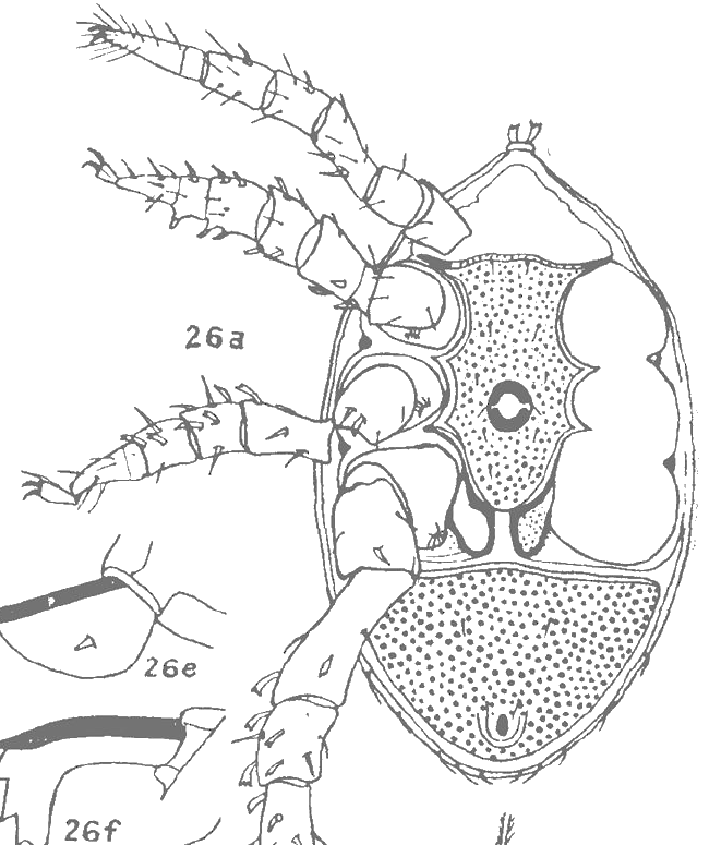 Halbert's 1915 drawing of the male from below, with legs.