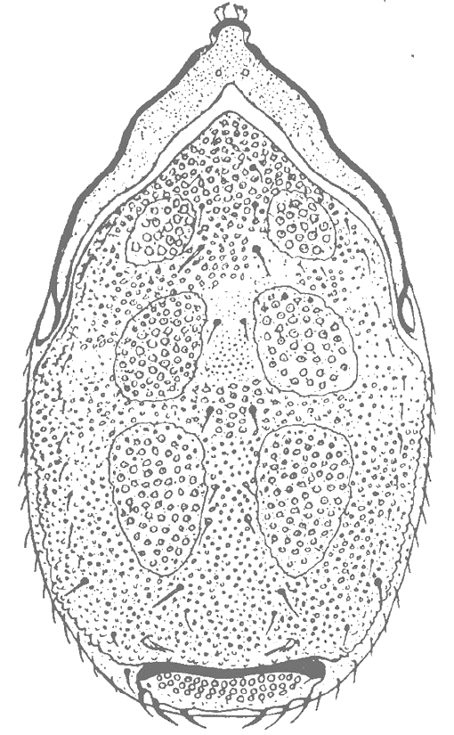 J. N. Halbert's 1915 drawing of the female Thinozercon michaeli seen from above: an oval, pointed-fronted mite with three separate back-shields, three pairs of circular pits and a stippled surface.