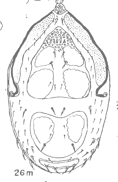 Halbert's 1915 drawing of the nymph from above.