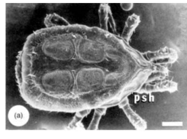 Scanning electron micrograph of Thinozercon michaeli from above: an oval mite with a rough, sculptured back and legs, photographed at Swansea.