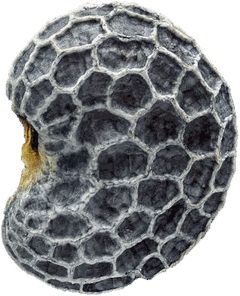 A poppy seed, shown life size